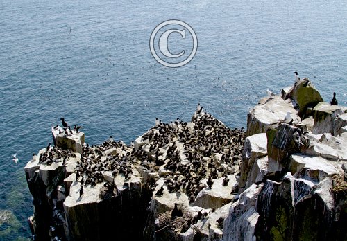 Guillemots on Farne Islands DM1492
